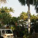 Angsana Palm Cove
